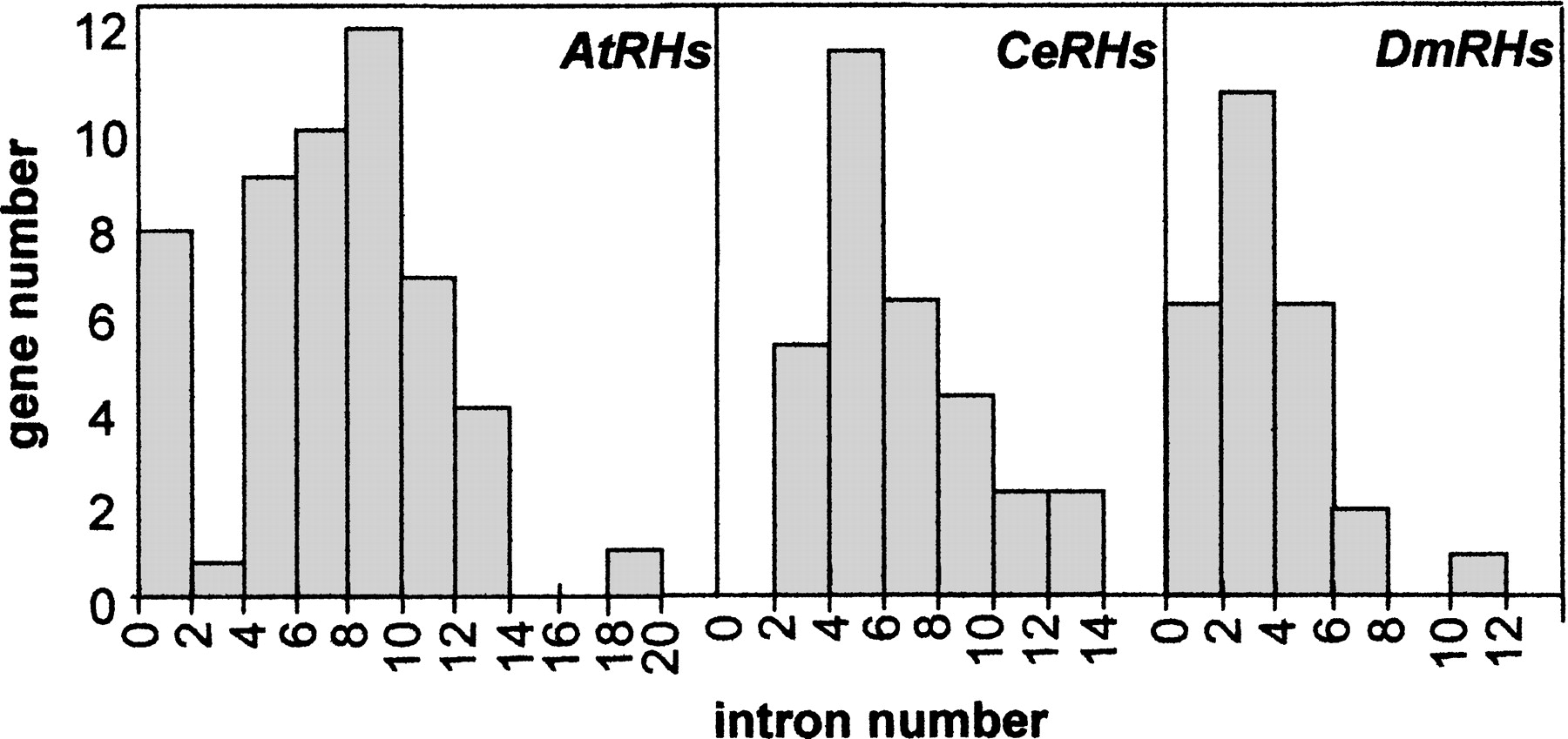 Evolution of Intron/Exon Structure of DEAD Helicase Family Genes in ...