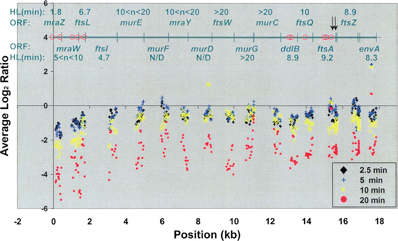 Global RNA Half-Life Analysis in Escherichia coli Reveals Positional ...