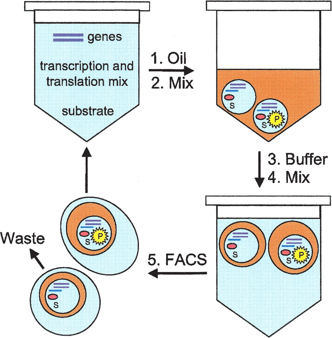 Synthetic biology projects in vitro