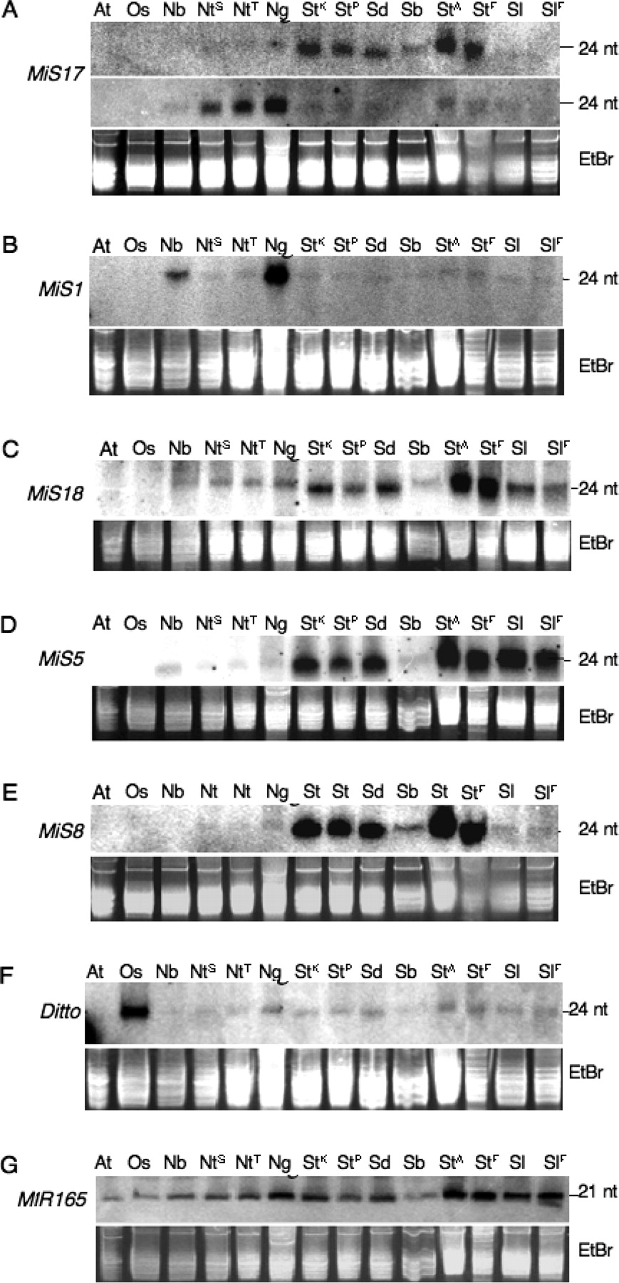 Identification of miniature inverted-repeat transposable elements ...
