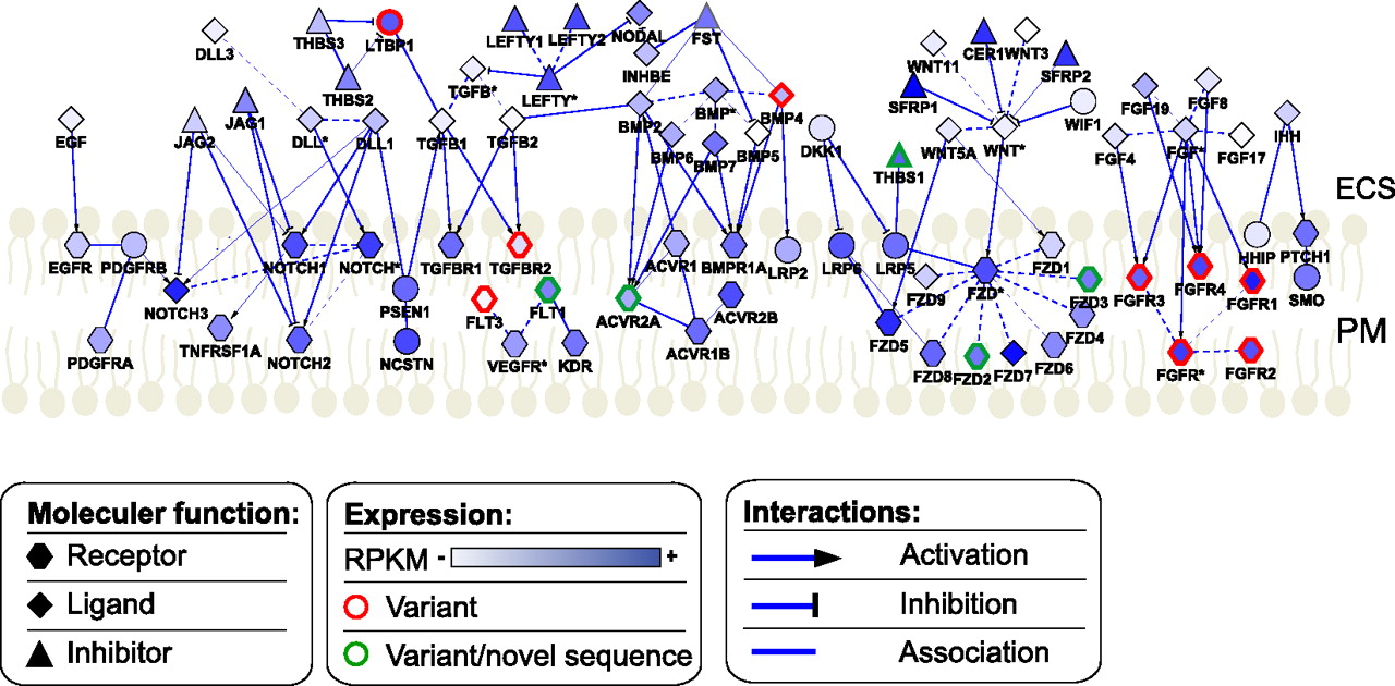 Deep-transcriptome and ribonome sequencing redefines the molecular ...