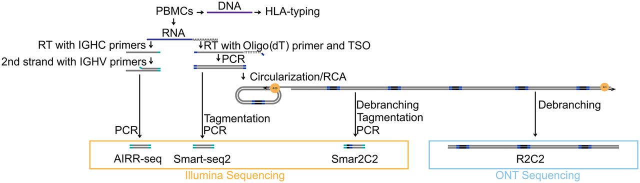 Complete characterization of the human immune cell transcriptome using ...