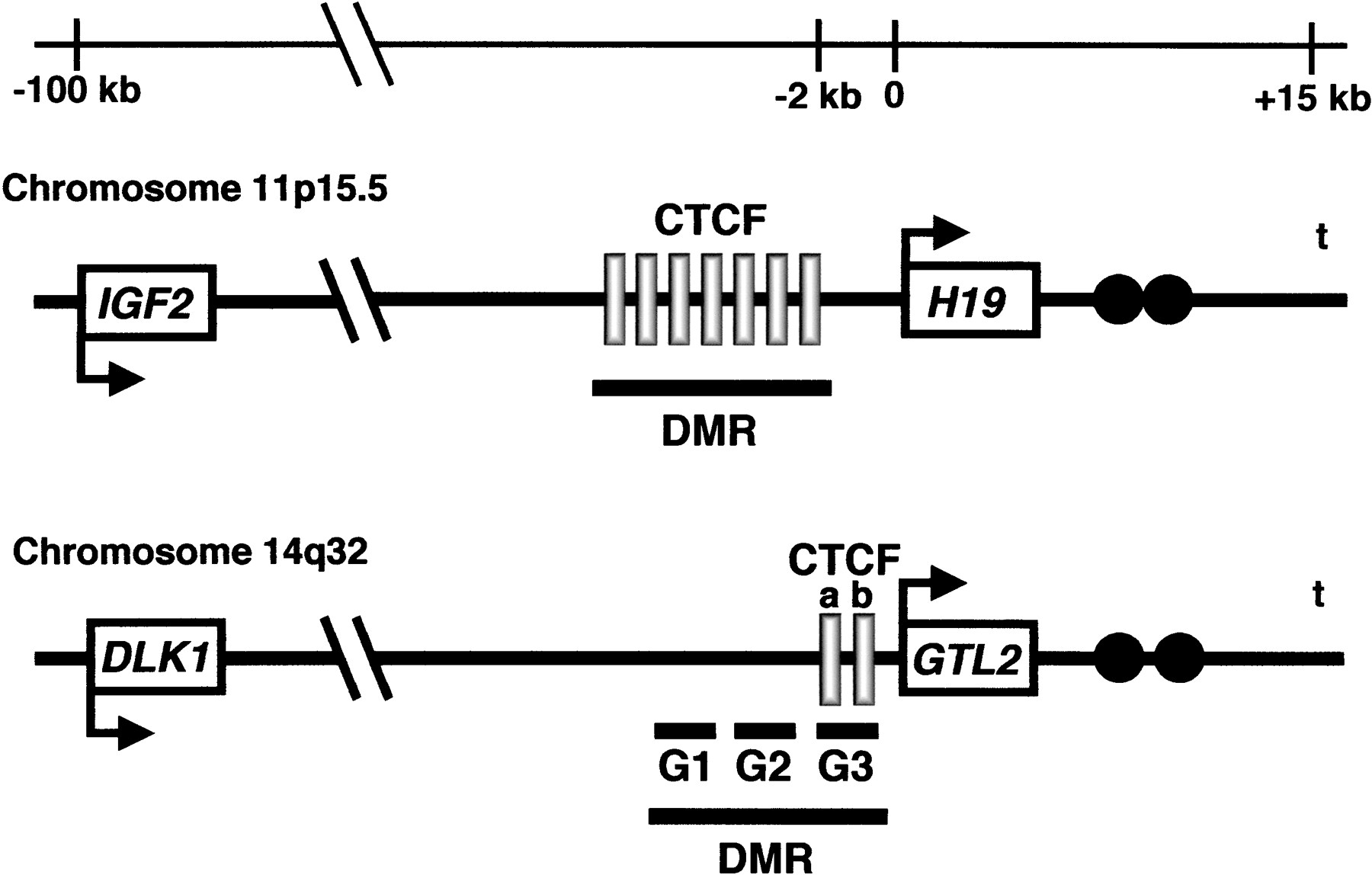 6f5_F1TT