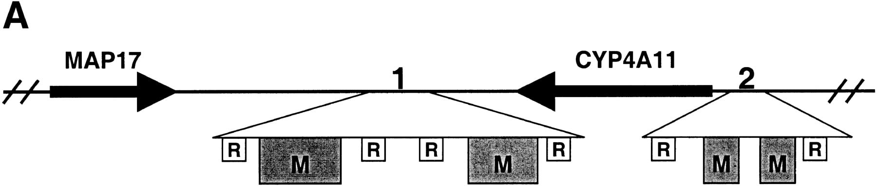 1f2a_F1TT