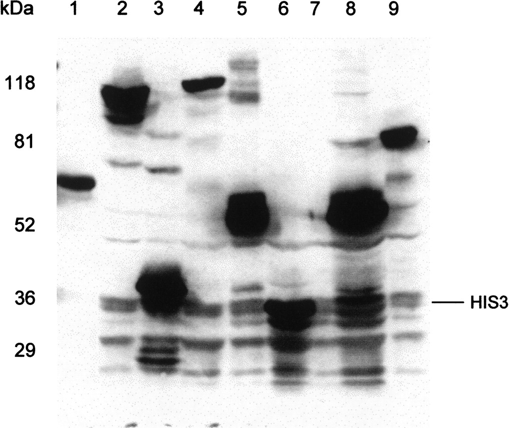 37910-5f4_C1TT