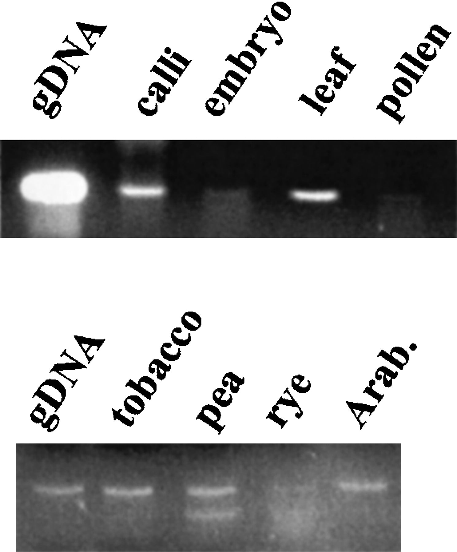 40495-26f7_C1TT