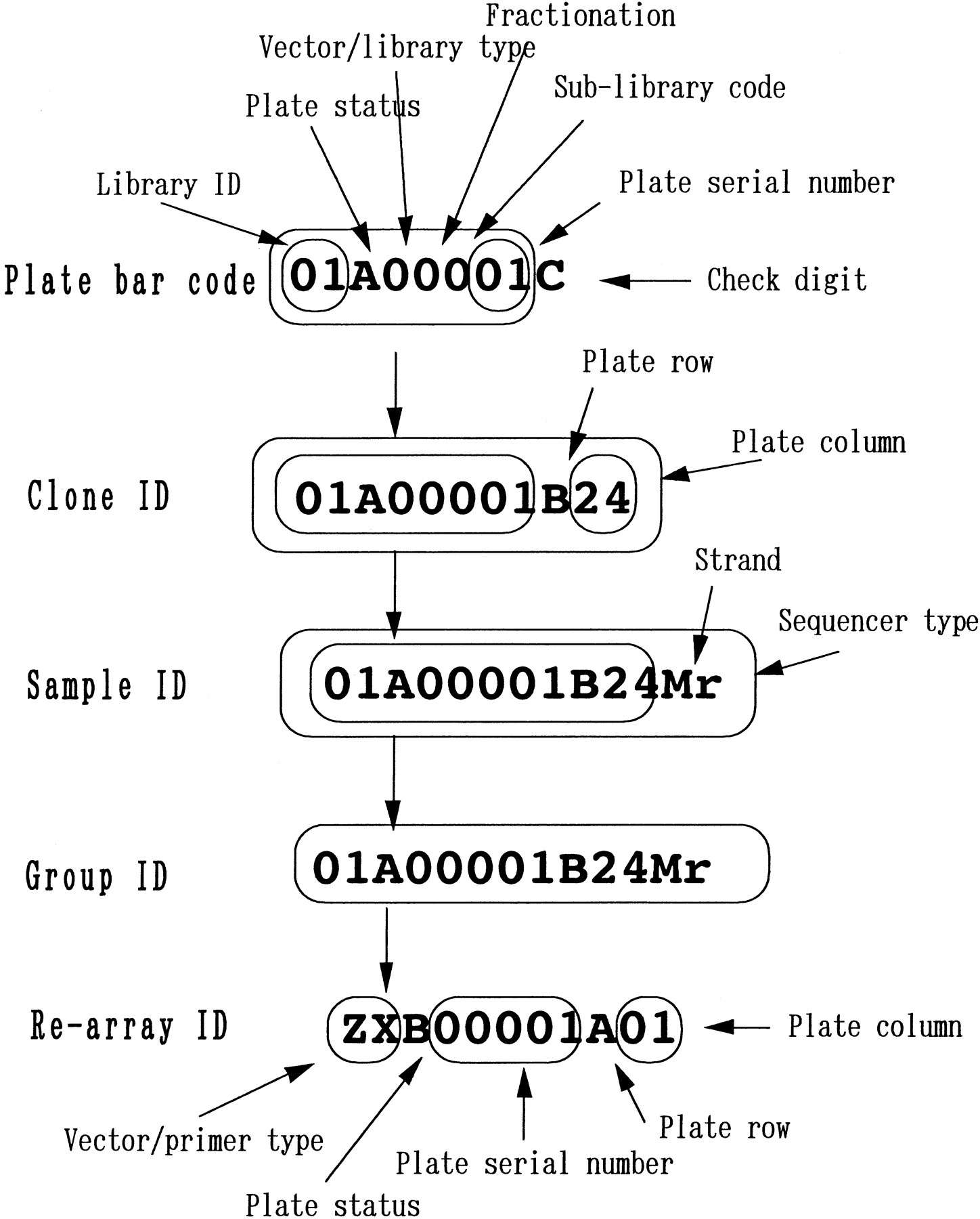 6f4_L1TT
