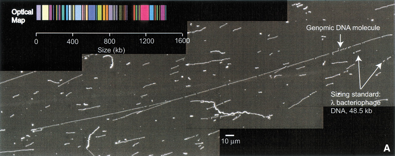 37167-4f2a_C4TT