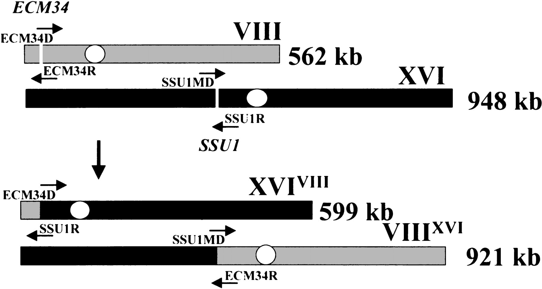 51916-13f1_F1TT