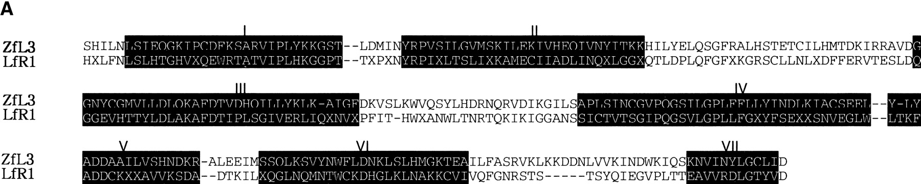 43477-12f4a_L1TT