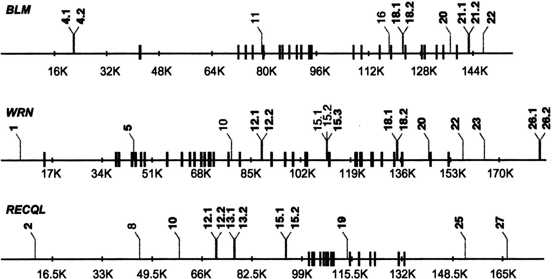 45013-8f1_L1TT