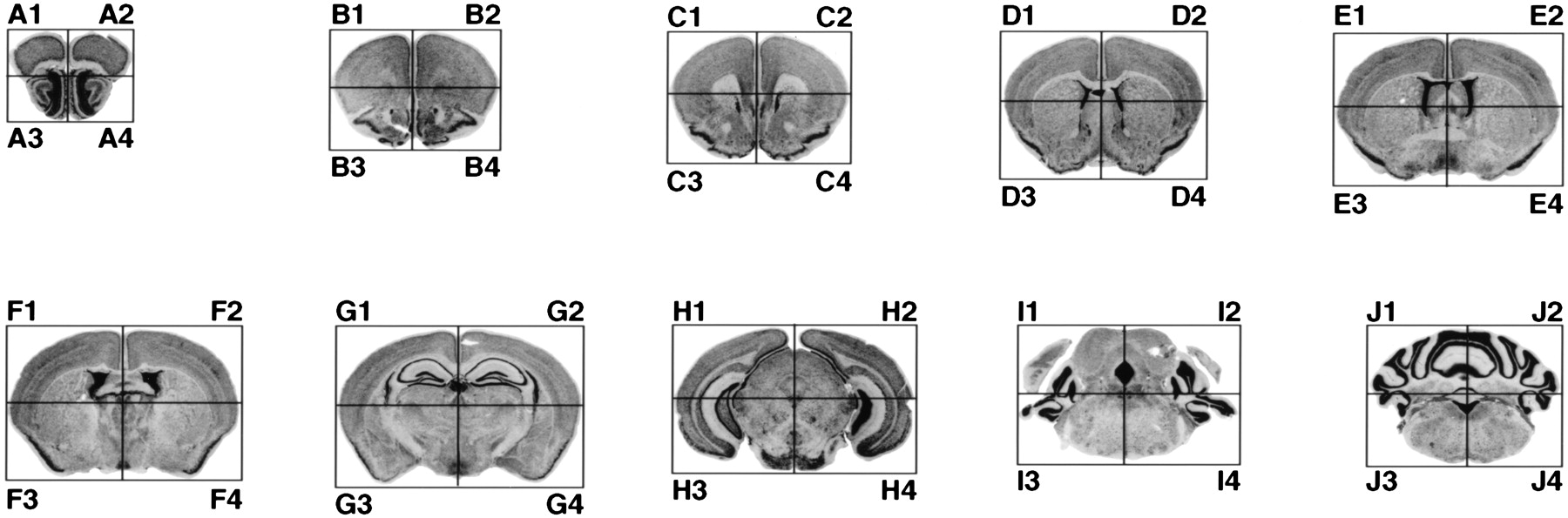 45884-11f2_C1TT