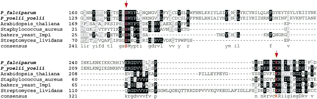61234-16f6_L4TT