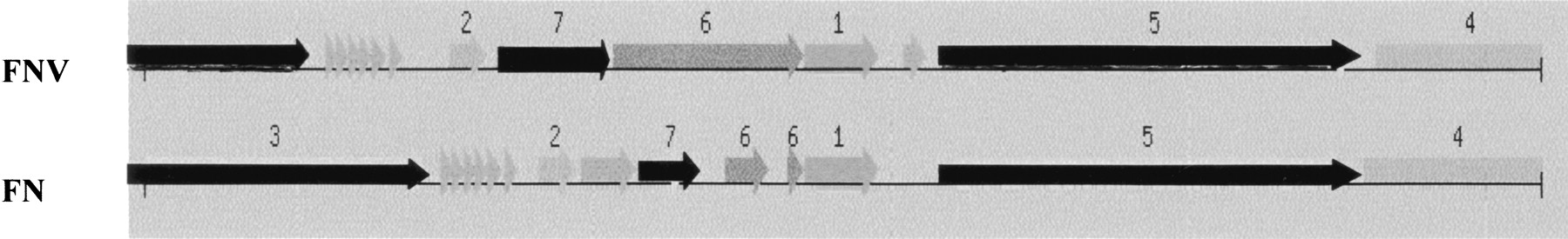 62703-03f6_F1TT
