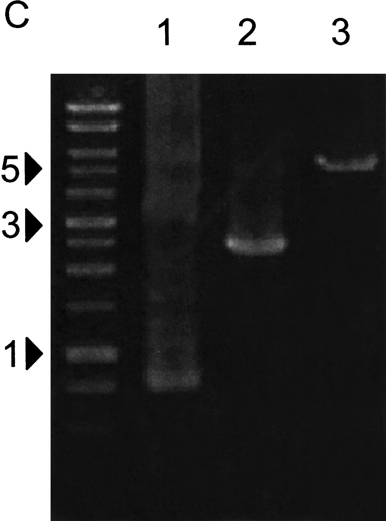 62886-24f2c_C1TT