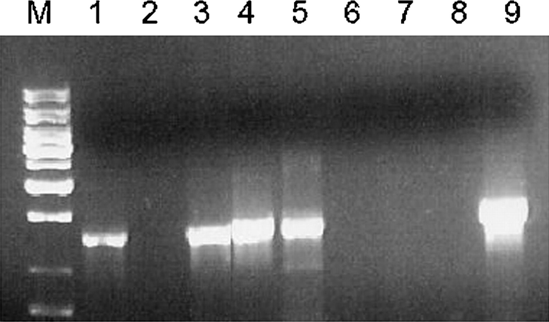 77098-20f4_1t