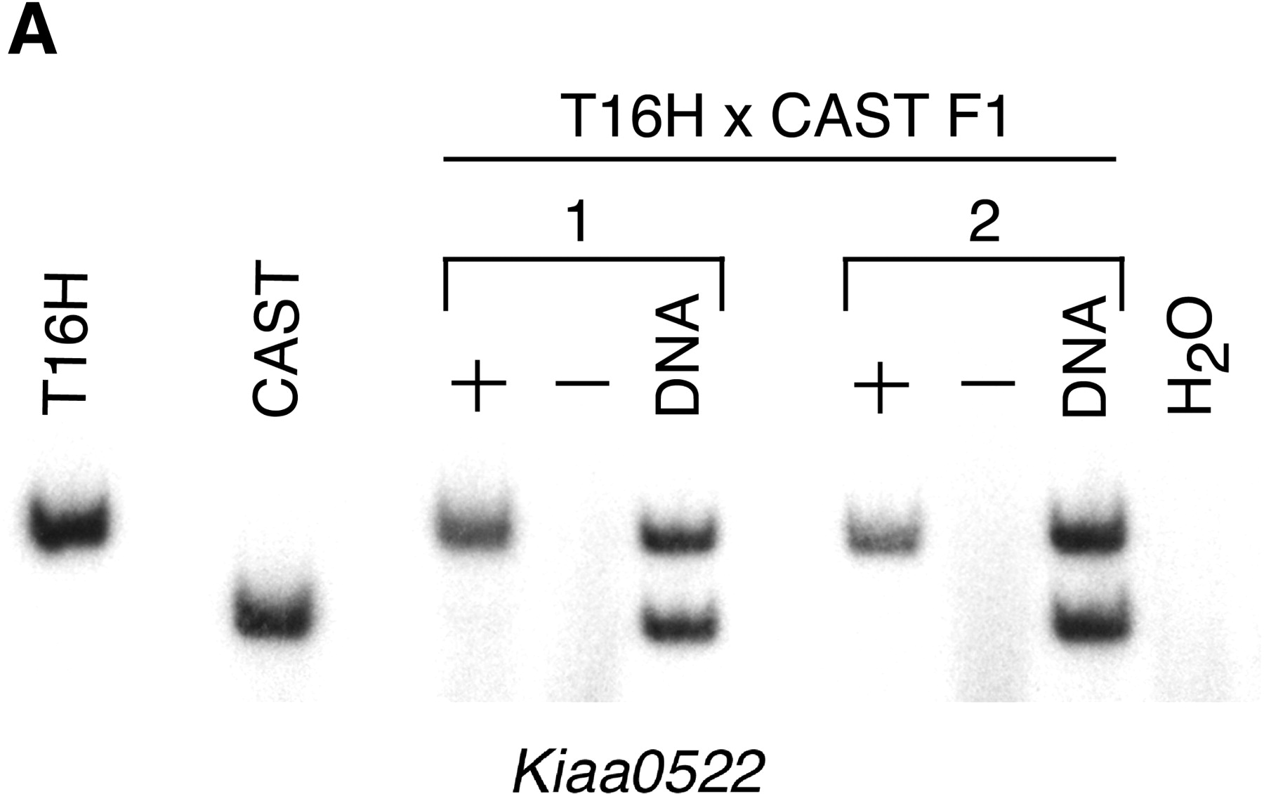 78942-12f2a_1o
