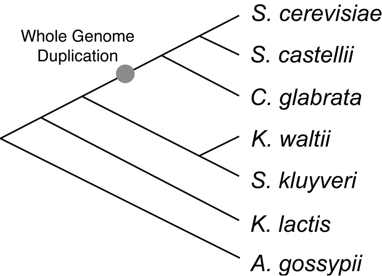 1456fig1