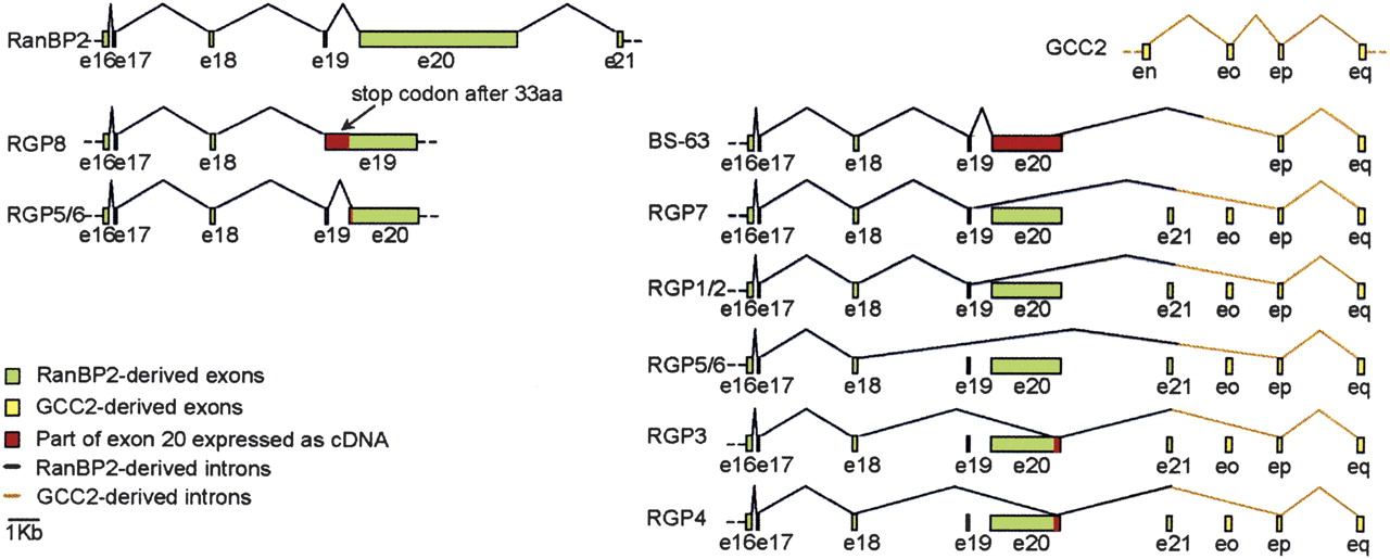 GR32664RBf3_4t