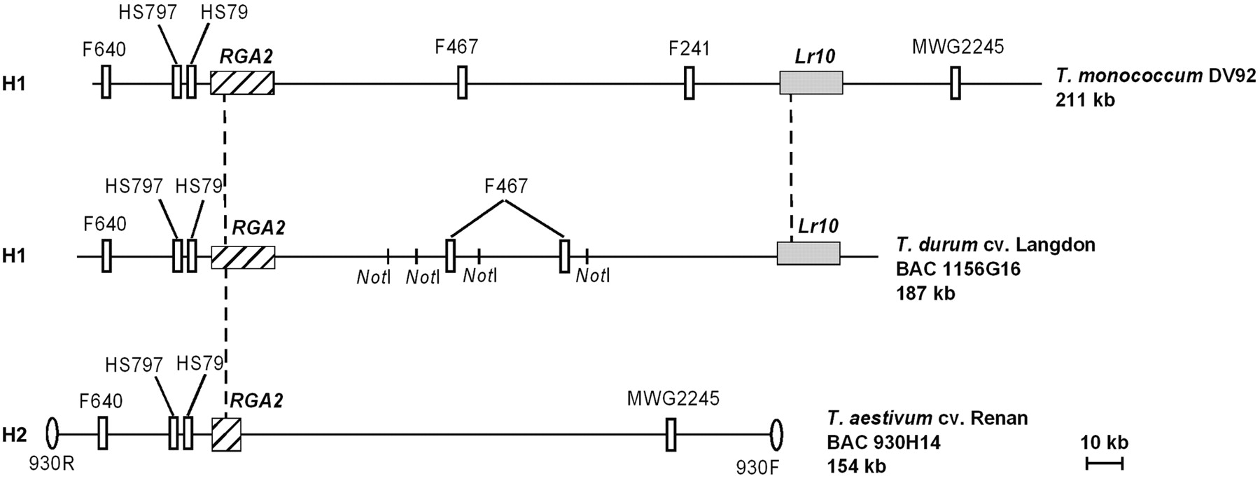 gr31310f1_1o