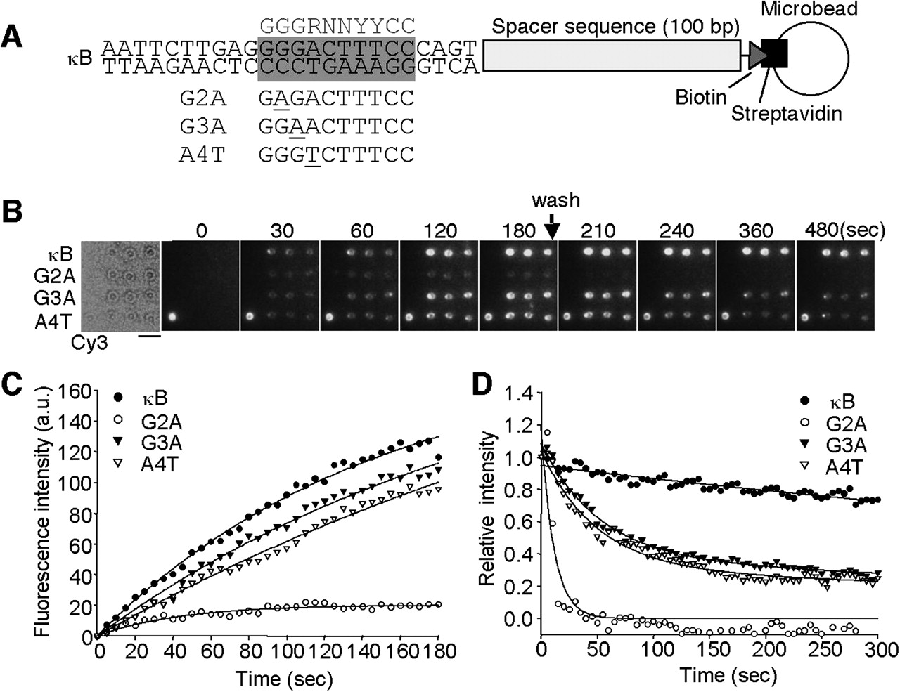 132fig6