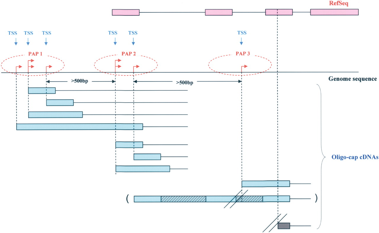 55fig1