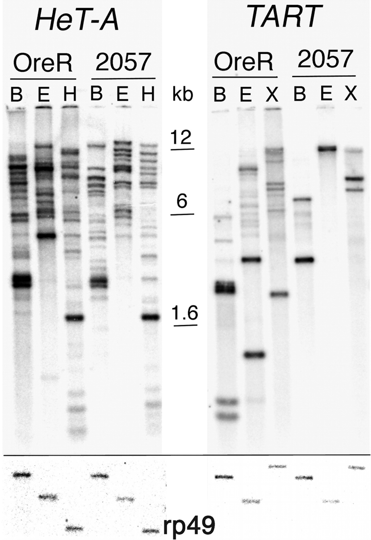 1231fig2