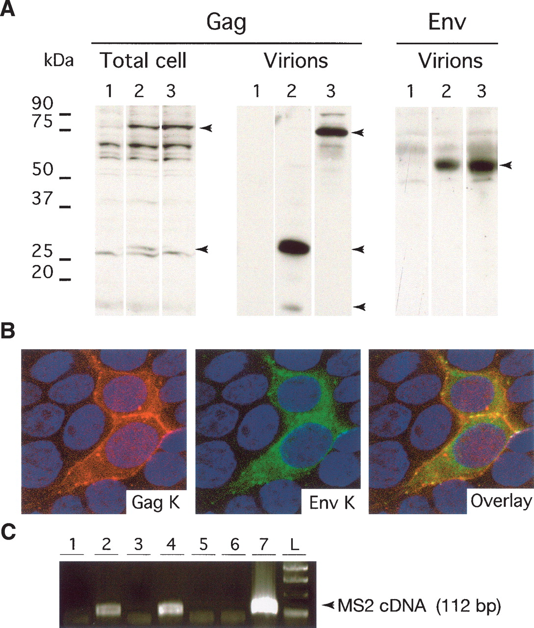 1548fig3