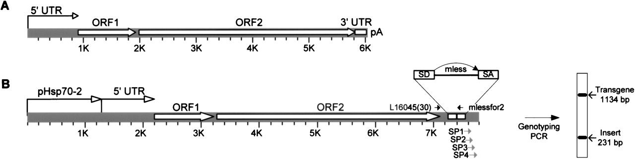 240fig1