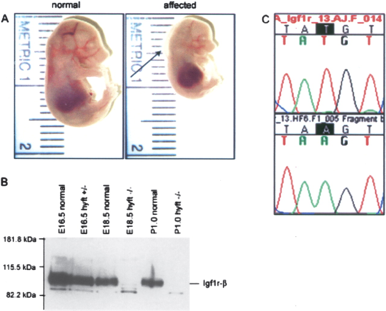 436fig4