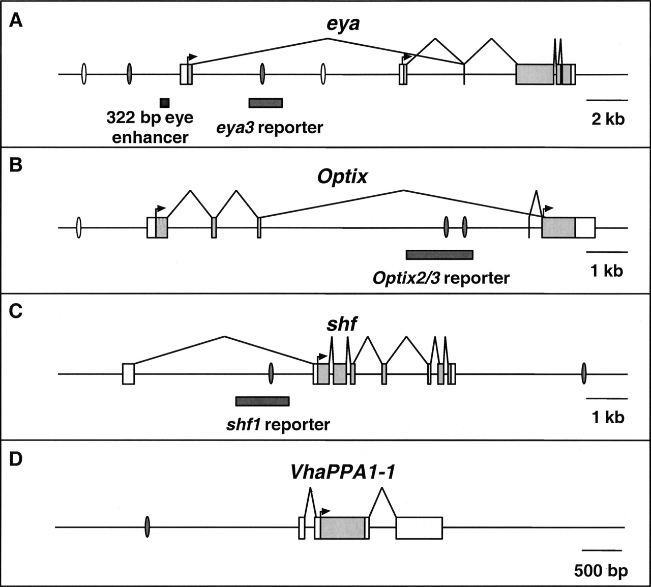 466fig4