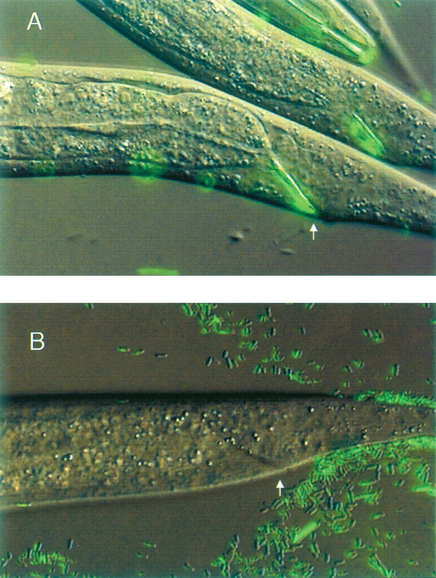 1005fig1