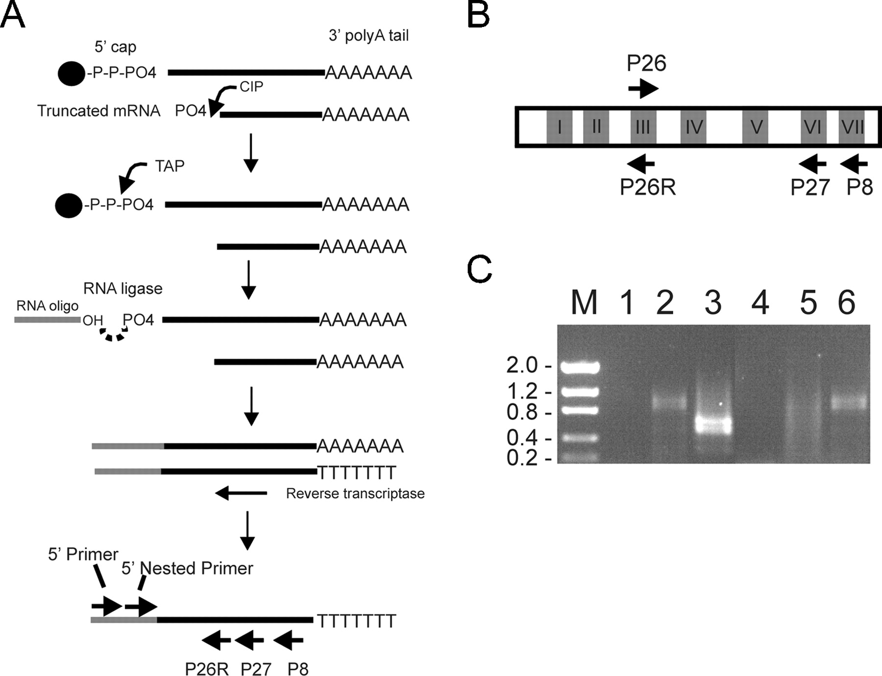 1091fig1