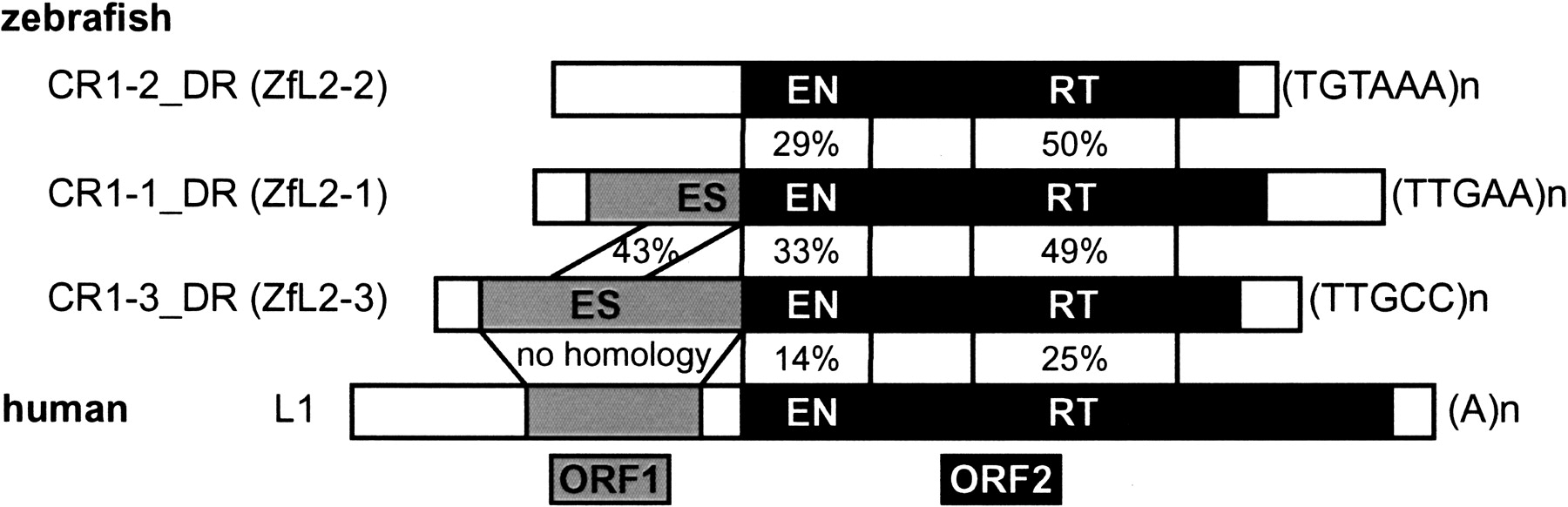 33fig1