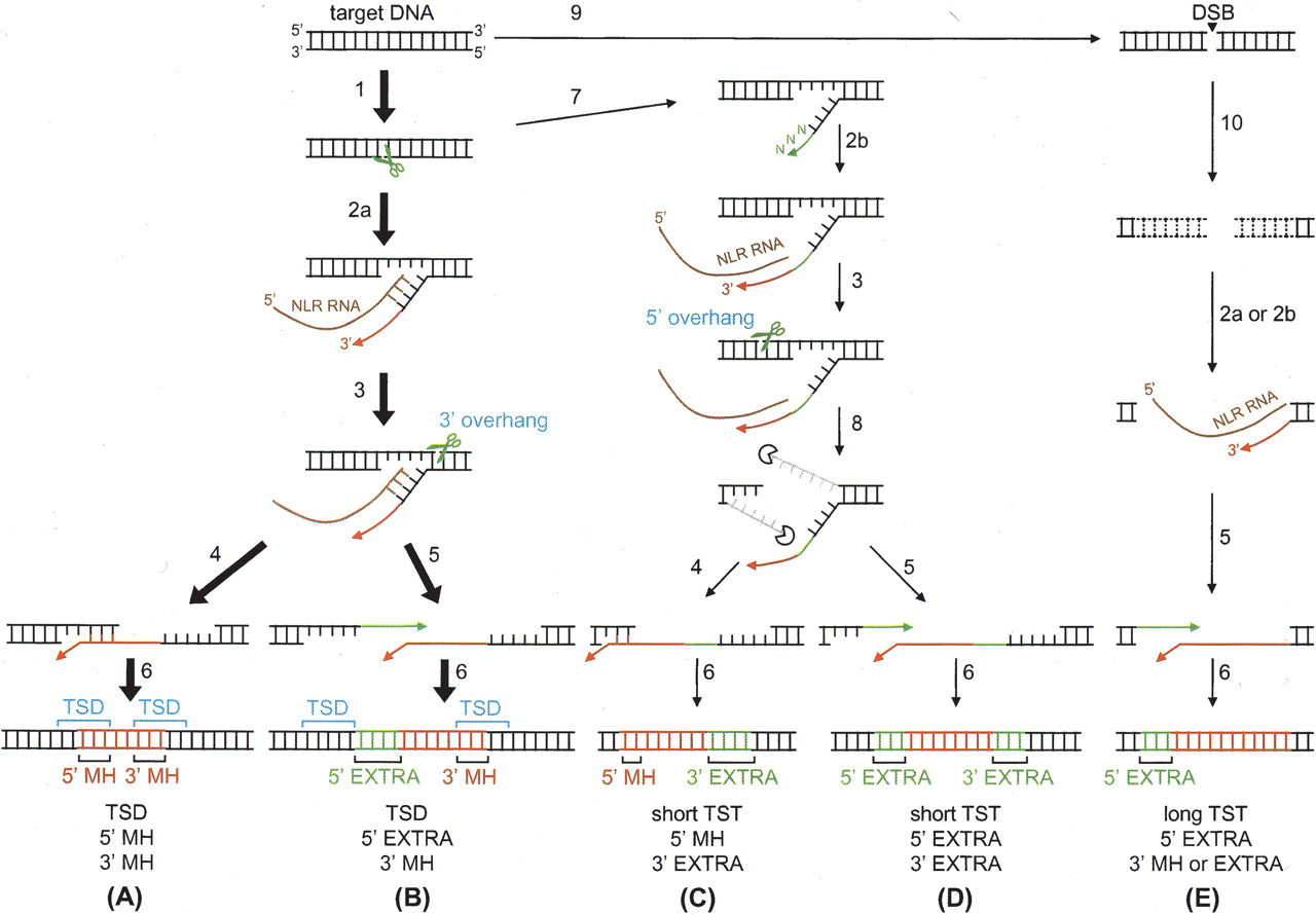 33fig6