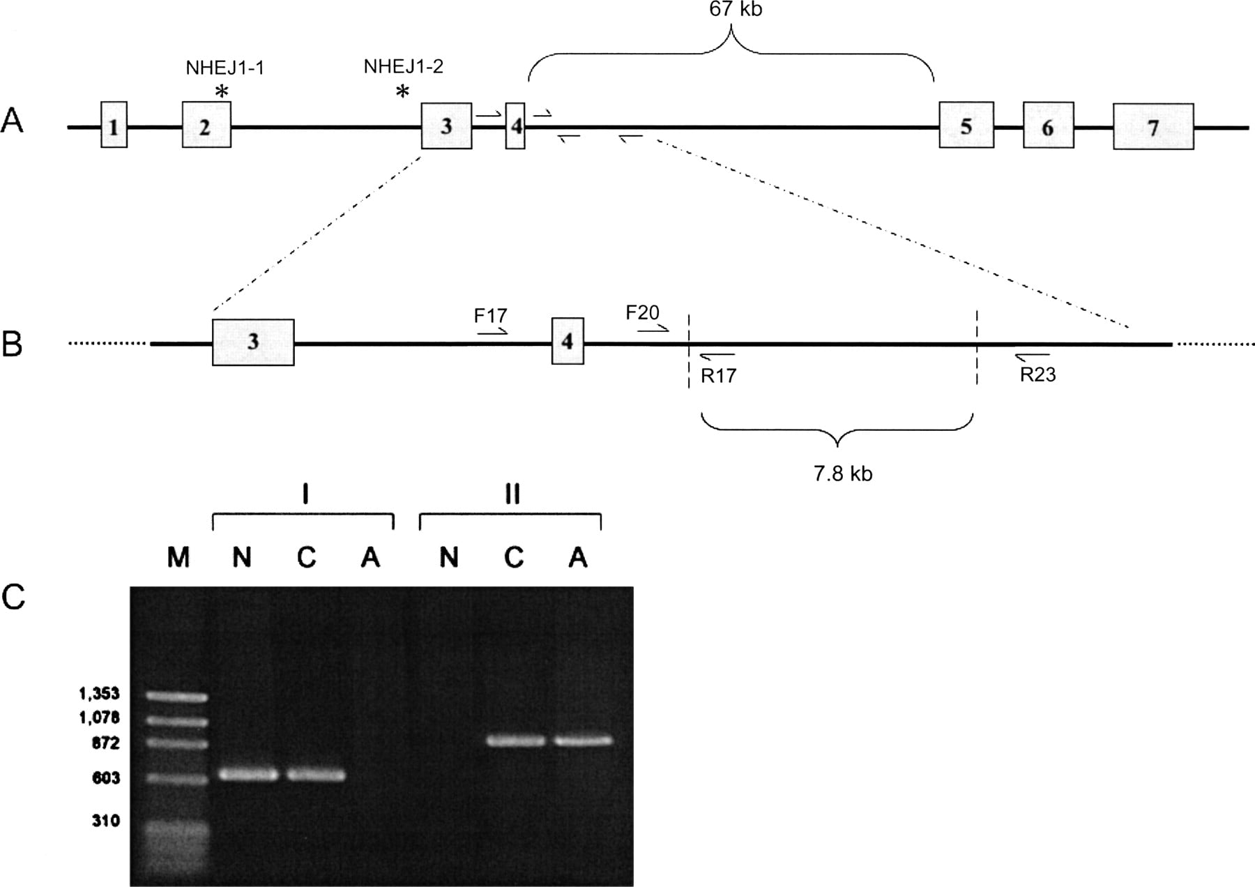 1562fig3