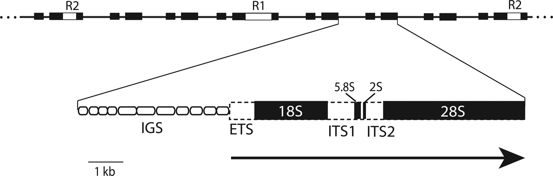 1888fig1