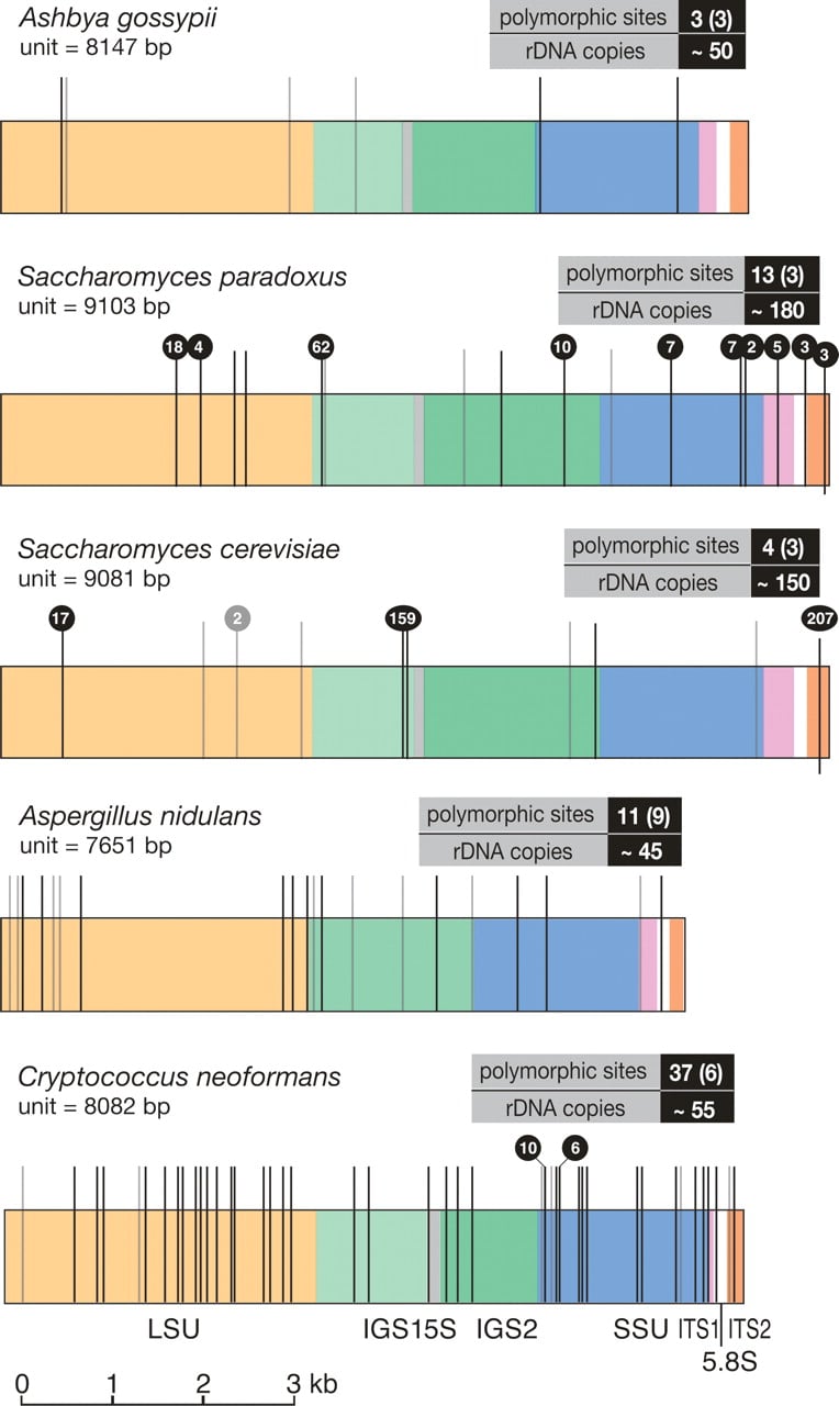 184fig2