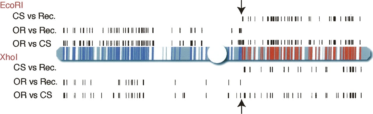 240fig2