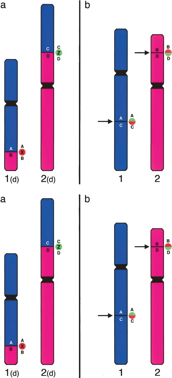 249fig1
