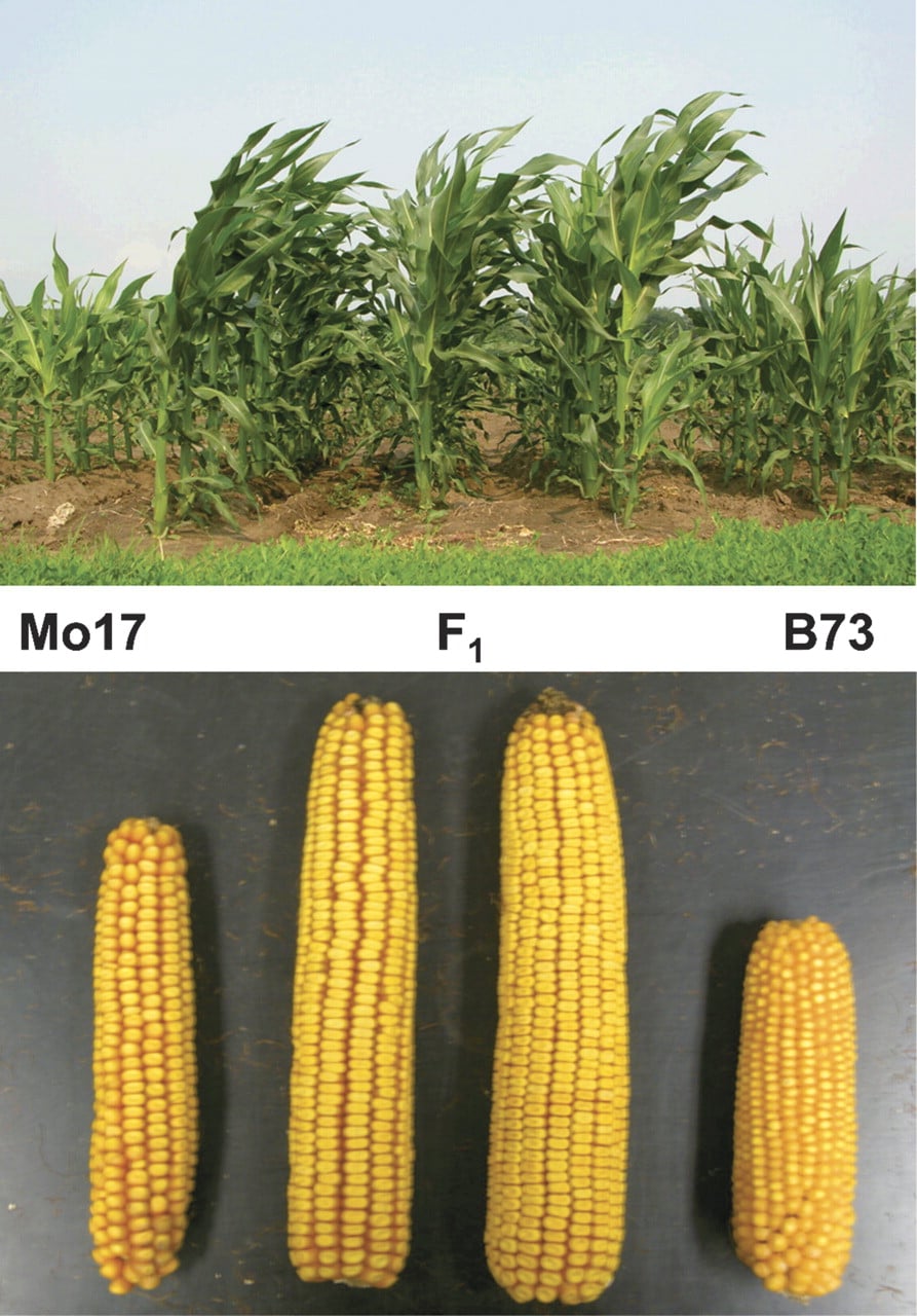 264fig1