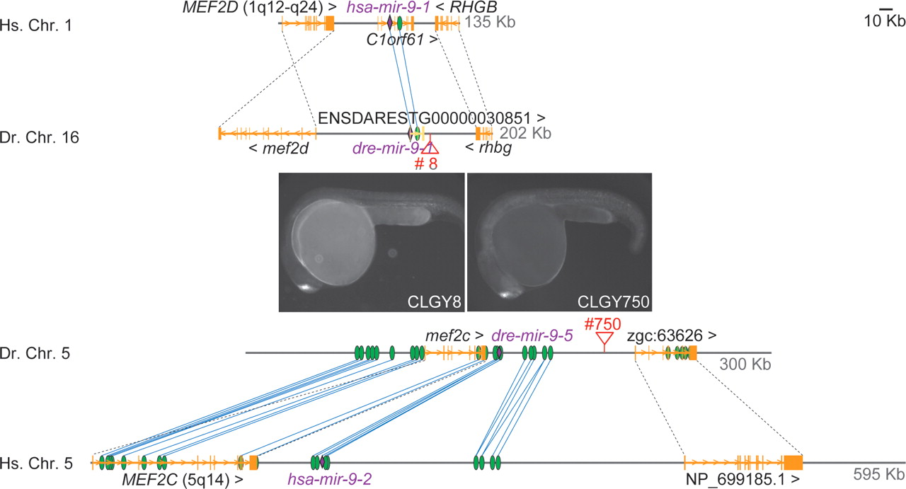 545fig5