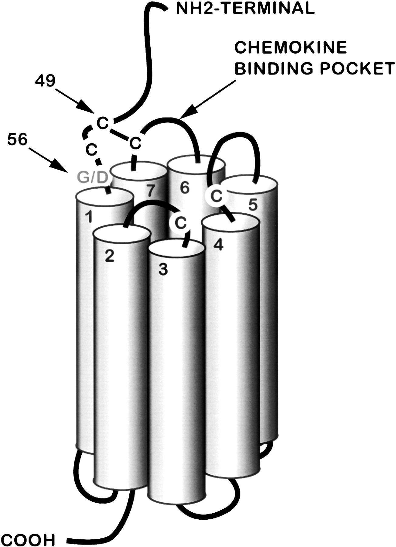 577fig3