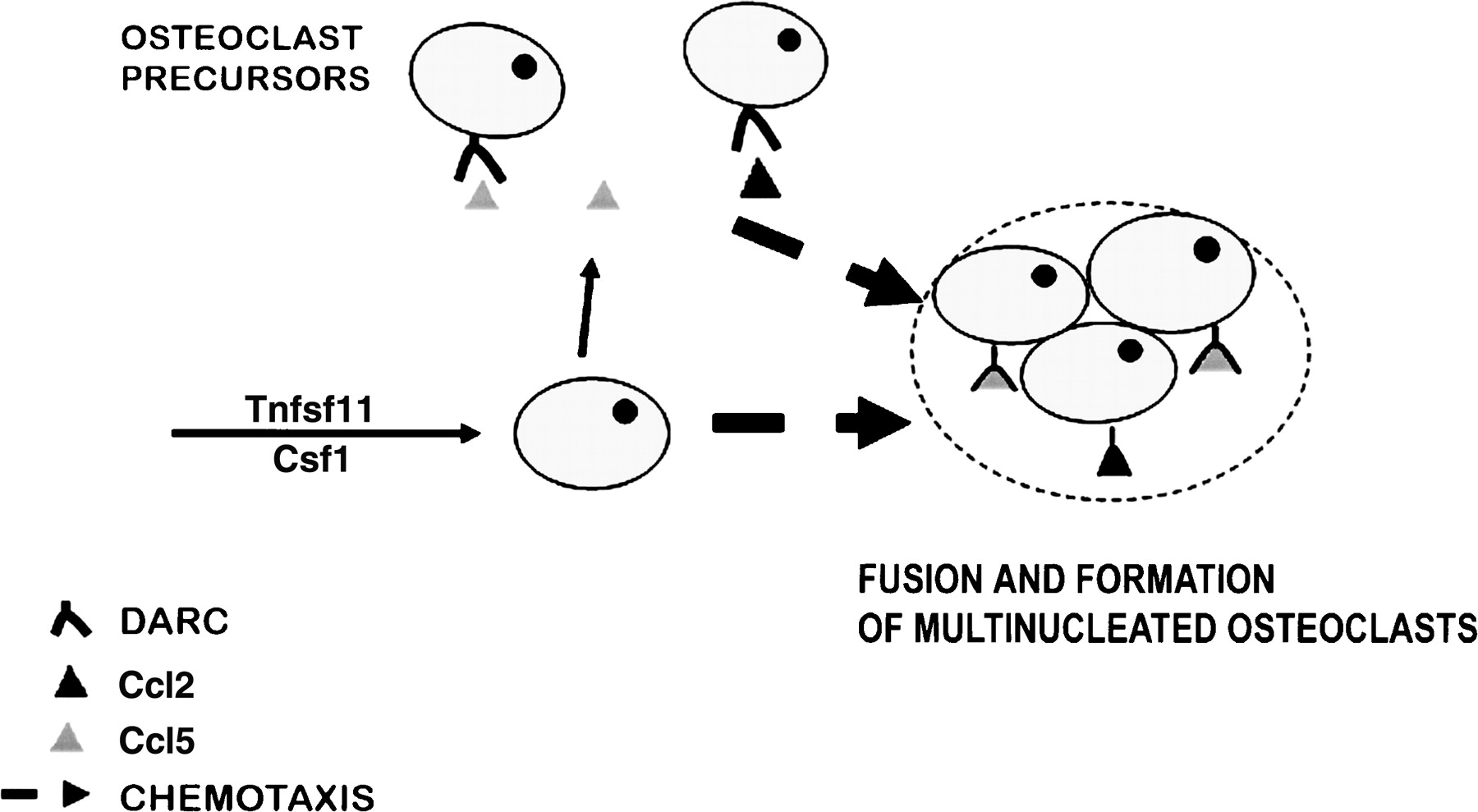 577fig6