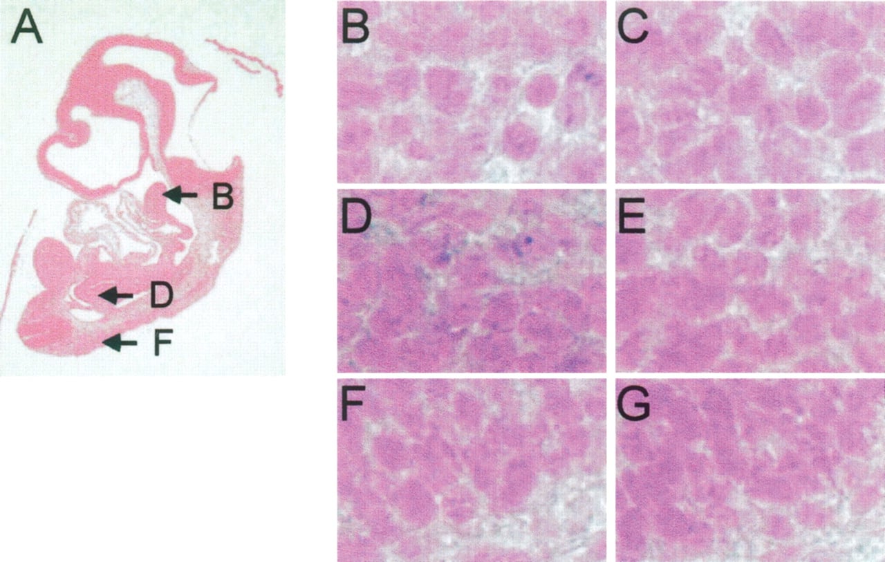 586fig4