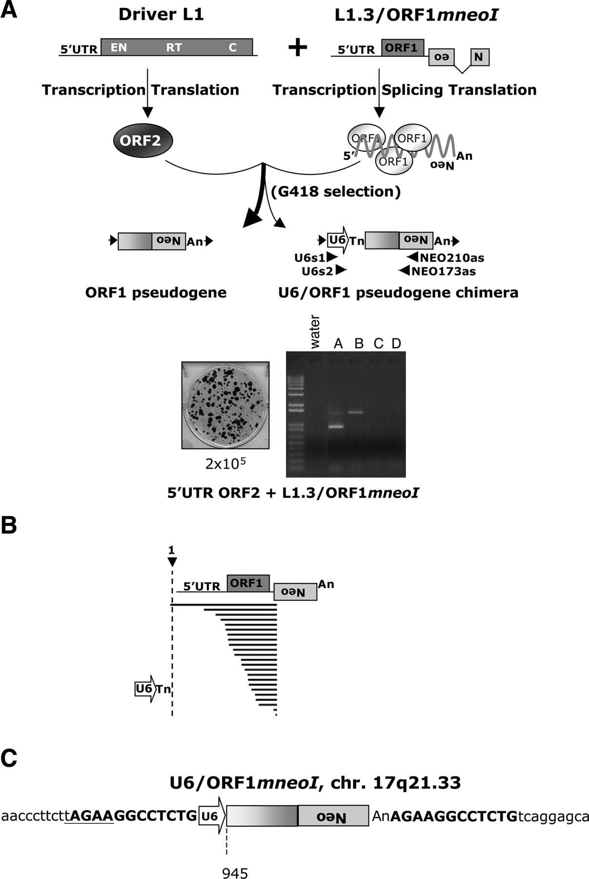 602fig3