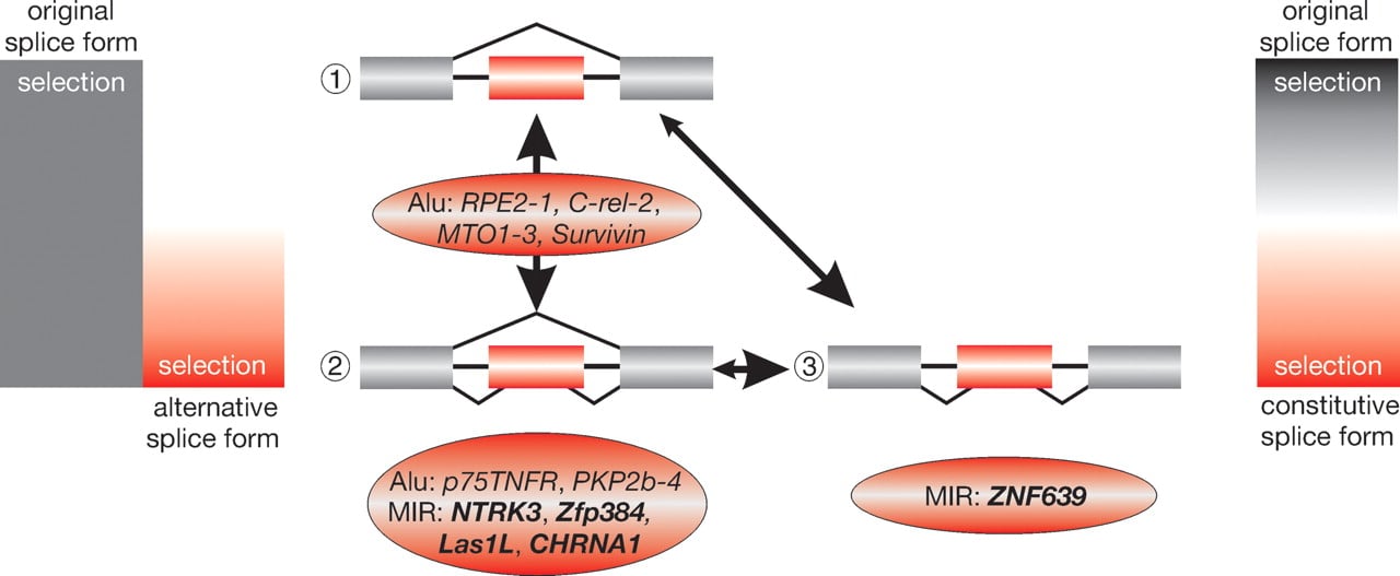 1139fig4
