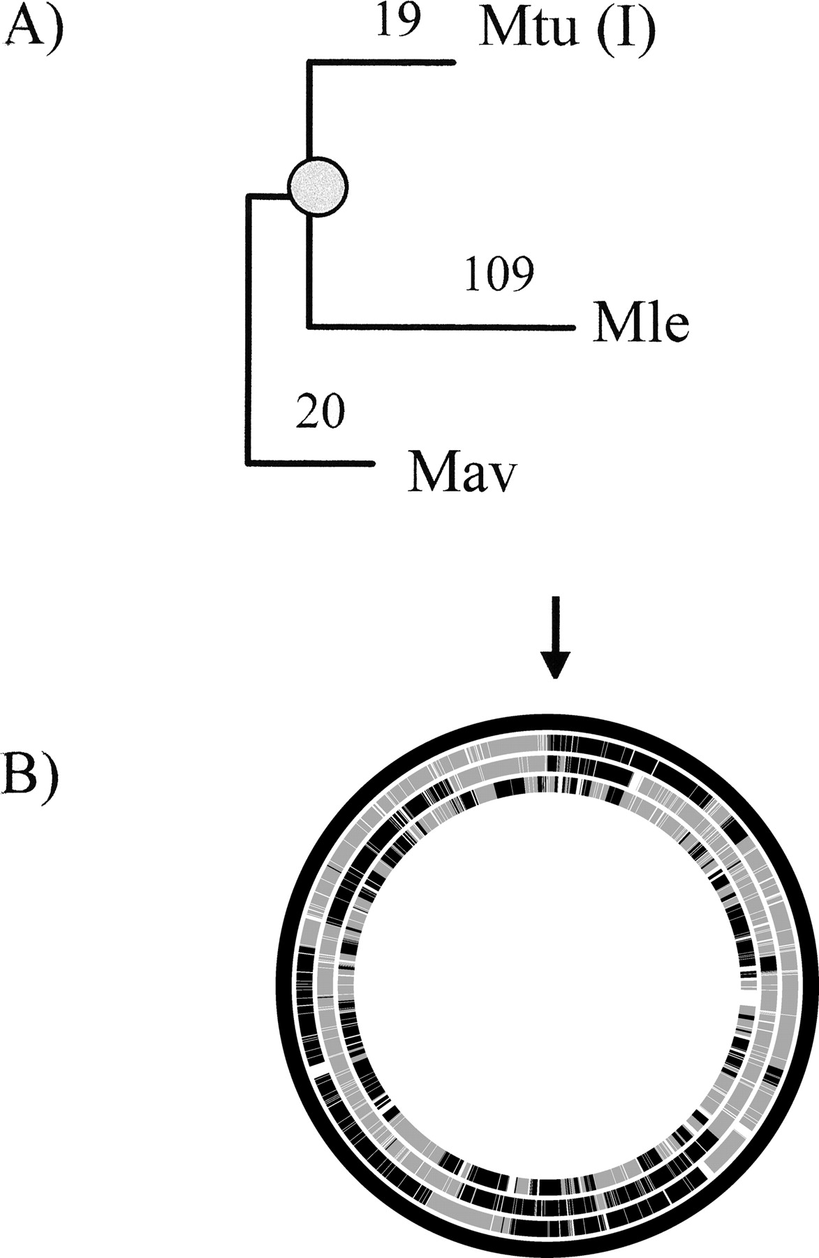 1178fig2