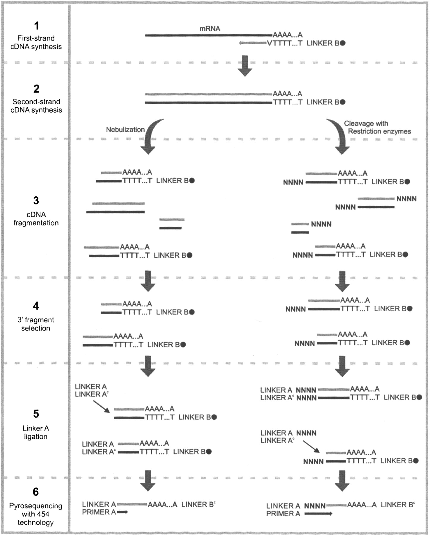 172fig1