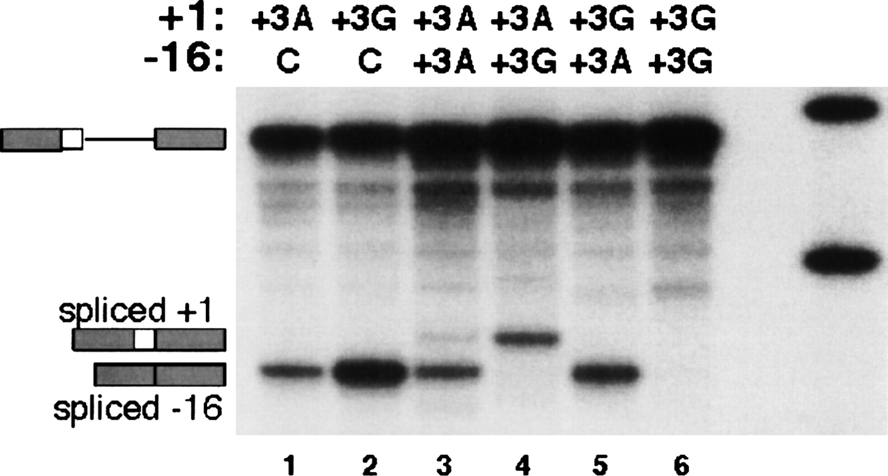 77fig6